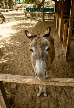 donkey in the zoo