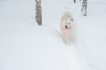 Fototapeta premium A Samoyed dog plays with a puller on a winter walk.