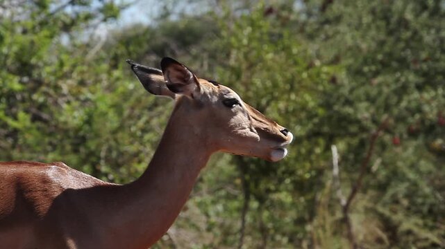 Common Impala female protrait grooming in waterhole with reflection in Greater Kruger National park, South Africa ; Specie Aepyceros melampus family of Bovidae