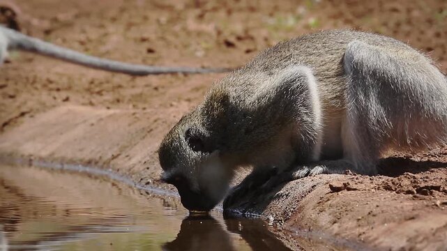 Vervet monkey female side portrait drinking in waterhole in Greater Kruger National park, South Africa ; Specie Chlorocebus pygerythrus family of Cercopithecidae