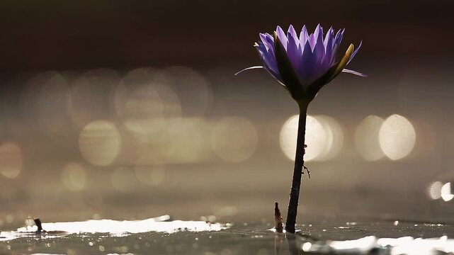Waterlily flower in waterhole at dawn wtih sparks in Greater Kruger National park, South Africa