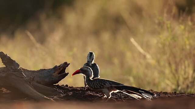 Two Southern Red billed Hornbill eating on the ground at dawn and fly away in Greater Kruger National park, South Africa ; Specie Tockus rufirostris family of Bucerotidae