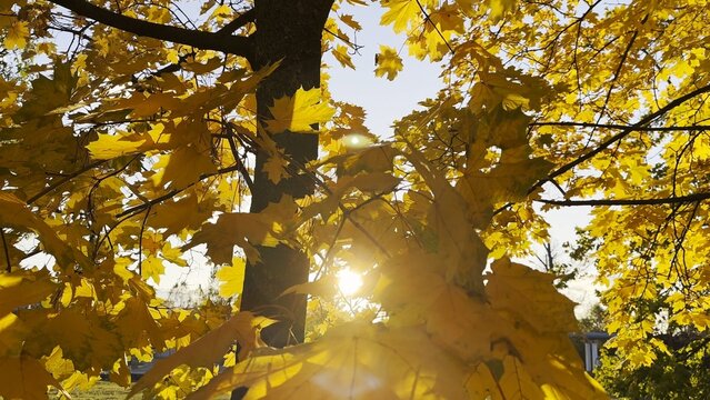 Golden maple leaves on tree branches gently swaying in the wind with sunlight at background. Lush autumn yellow foliage swinging on the breeze at forest. Beautiful colorful fall season. Close up