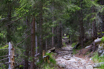 Obraz premium Rugged stone hiking path winding through a dense coniferous spruce forest (Picea abies) in the Tatra Mountains, wild woodland trail