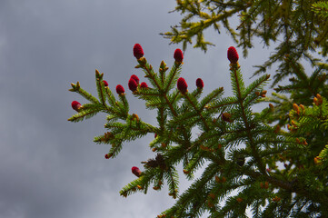 Close-up of young blooming red spring cones on a Norway spruce branch (Picea abies) in High Tatras forest, vibrant green coniferous tree needles. © TomKorcak