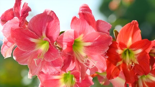 Amaryllis flowers blooming in a garden, pink and red Hippeastrum Reginae close up, bunch of beautiful spring Amaryllis, bulbous plant. Slow motion. 