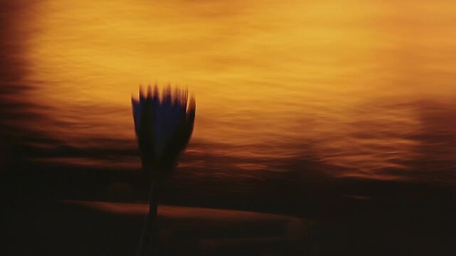 Reflection of flower in water at sunset for orange natural background 