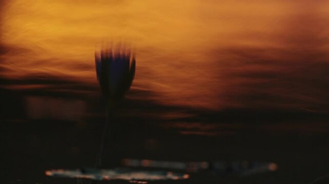Reflection of flower in water at sunset for orange natural background 