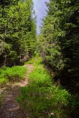 Obraz premium Peaceful hiking trail winding through dense spruce forest (Picea abies) and lush green undergrowth in High Tatras mountains. Summer wilderness.