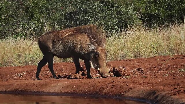 Common warthog walking along waterhole side view in greater Kruger National park, South Africa ; Specie Phacochoerus africanus family of Suidae