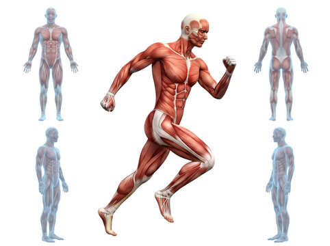 Full body human muscular system anatomy charts showing various views of the male physique in motion and standing poses transparent background