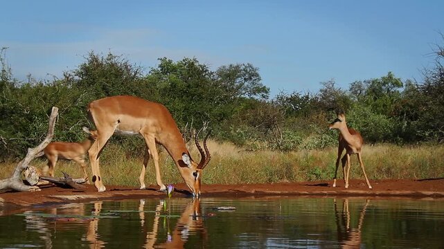 Common Impala horned male drinking in waterhole and youngs running in background in Greater Kruger National park, South Africa ; Specie Aepyceros melampus family of Bovidae