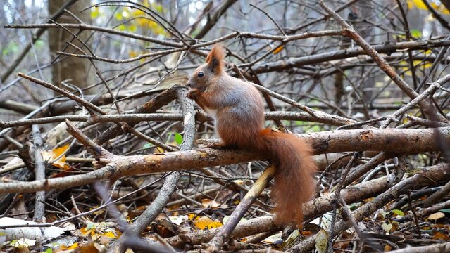 Wild fluffy squirrel sitting at wooden branch gnawing nuts at forest. Cute brown rodent eating found walnuts at autumn park. Pretty small sciurus chewing food outdoor. Concept of wildlife