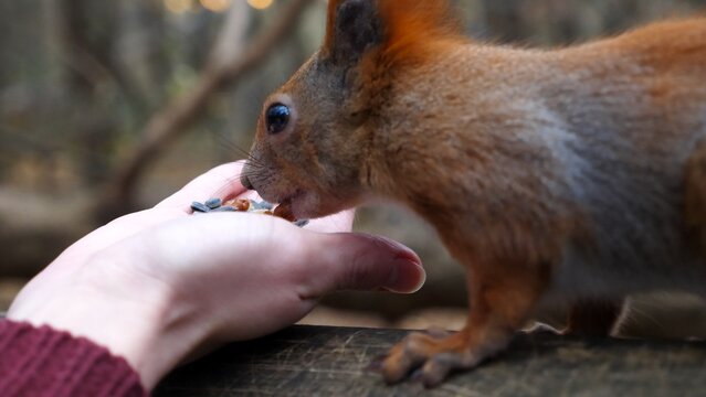 Wild fluffy squirrel taking nuts from female arm and gnawing it outdoor. Cute rodent eating food from hand of young girl at forest. Woman feeding hungry small sciurus to walnuts at autumn park