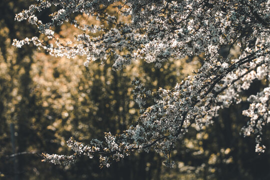 View of white blossoms on tree branches in spring on Vormsi island, Laane County, Estonia.