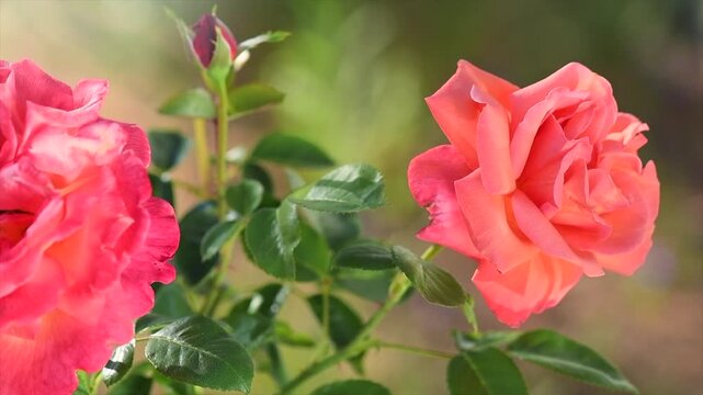 Roses in a garden, flowers. Orange with pink rose blooming in summer garden, close up. Gardening, landscape design. Fragrant Rose flowers macro shot background. Park, flower bed. Slow motion 