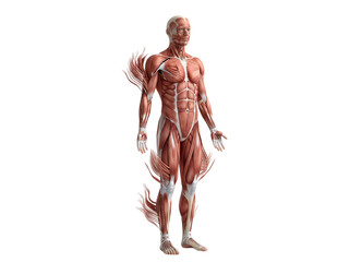 Fototapeta premium Fullbody male human anatomy muscular system model showing individual muscle groups and fibers in a detailed scientific medical illustration transparent background