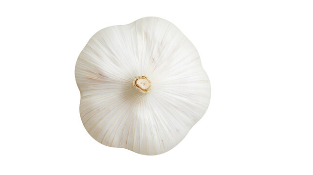 Whole white garlic bulb with textured skin, isolated on transparent background