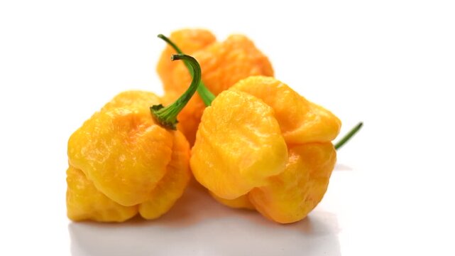 Yellow Trinidad Moruga Scorpion hot Pepper Chili isolated on white background rotating, closeup. One of the hottest peppers in the world, heat level 1,200,000 to 2,000,000 Scoville Heat Units (SHU) 