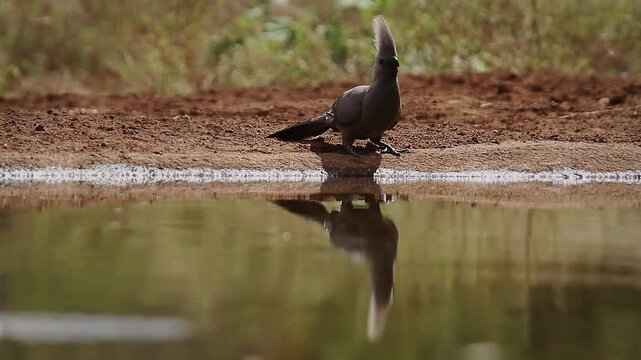 Grey go away bird drinking front view in waterhole in Kruger National park, South Africa ; Specie Corythaixoides concolor family of Musophagidae 
