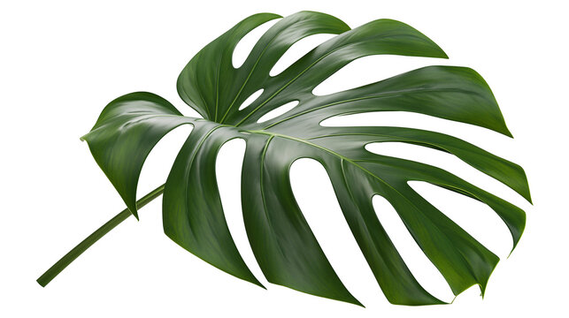 Large green monstera deliciosa leaf with natural holes, isolated on transparent background