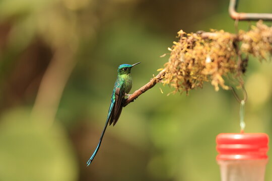 The long-tailed sylph (Aglaiocercus kingii) is a species of hummingbird in the "coquettes", tribe Lesbiini of subfamily Lesbiinae. This photo was taken in North Peru.