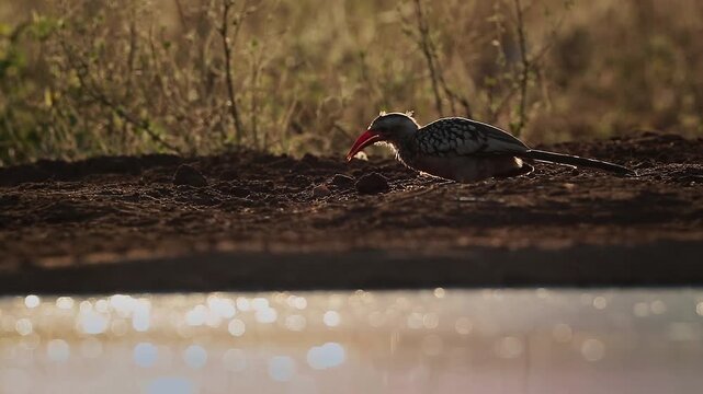 Southern Red billed Hornbill eating on the ground at dawn in Greater Kruger National park, South Africa ; Specie Tockus rufirostris family of Bucerotidae