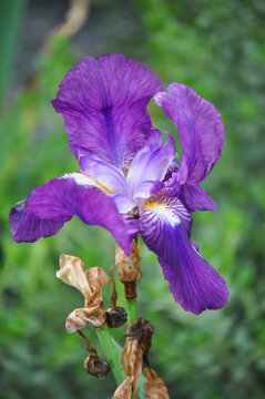 German iris, also known as purple iris or blue iris