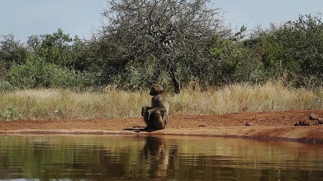 Chacma baboon drinking with caution in waterhole with reflection in greater  Kruger National park, South Africa ; Specie Papio ursinus family of Cercopithecidae