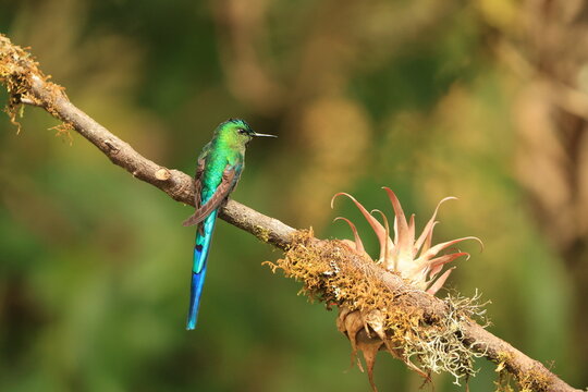 The long-tailed sylph (Aglaiocercus kingii) is a species of hummingbird in the "coquettes", tribe Lesbiini of subfamily Lesbiinae. This photo was taken in North Peru.