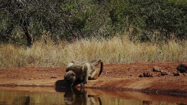 Chacma baboon drinking with caution in waterhole with reflection in greater  Kruger National park, South Africa ; Specie Papio ursinus family of Cercopithecidae