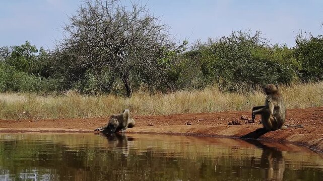 Two Chacma baboon along waterhole, one drinking, one seated with reflection in greater  Kruger National park, South Africa ; Specie Papio ursinus family of Cercopithecidae