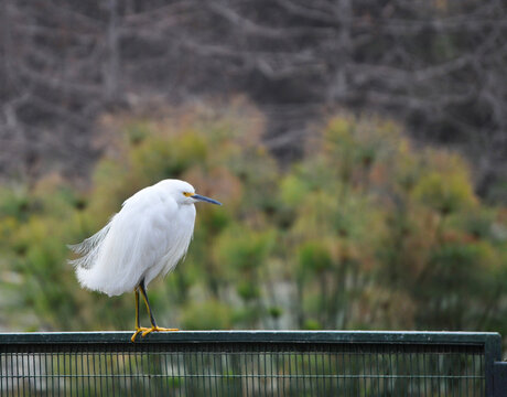 White heron perched on the fence and papyrus plants in the background