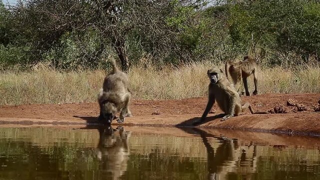 Two Chacma baboon drinking in waterhole with reflection in greater  Kruger National park, South Africa ; Specie Papio ursinus family of Cercopithecidae