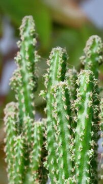 Close-Up of Green Columnar Cactus with Spines