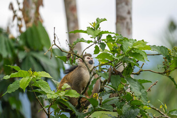 Ecuadorian squirrel monkey (Saimiri cassiquiarensis macrodon) in a leafy tree,  in Archidona, Ecuador © Angela