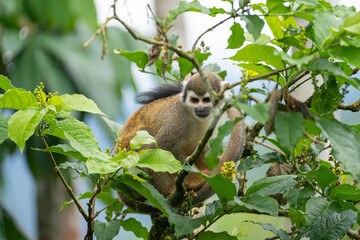 Ecuadorian squirrel monkey (Saimiri cassiquiarensis macrodon) in a leafy tree,  in Archidona, Ecuador © Angela