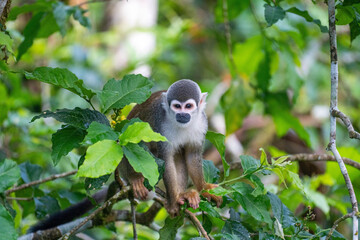 Ecuadorian squirrel monkey (Saimiri cassiquiarensis macrodon) on a thin branch in a tree, in Archidona, Ecuador © Angela