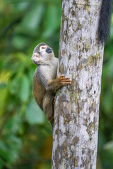 Ecuadorian squirrel monkey (Saimiri cassiquiarensis macrodon) climbing a tree trunk in Archidona, Ecuador © Angela