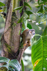 Ecuadorian squirrel monkey (Saimiri cassiquiarensis macrodon) climbing a tree in Archidona, Ecuador © Angela