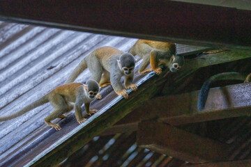 Ecuadorian squirrel monkeys (Saimiri cassiquiarensis macrodon) on the roof of a lodge in Archidona, Ecuador © Angela