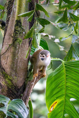 Ecuadorian squirrel monkey (Saimiri cassiquiarensis macrodon) climbing a tree in Archidona, Ecuador © Angela
