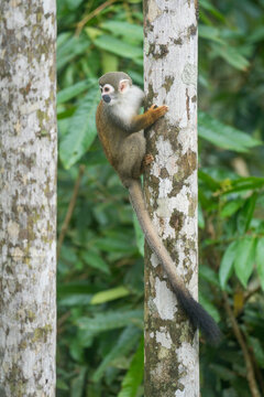 Ecuadorian squirrel monkey (Saimiri cassiquiarensis macrodon) climbing a tree trunk in Archidona, Ecuador