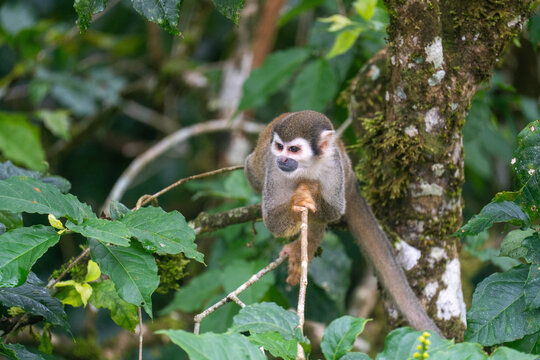 Ecuadorian squirrel monkey (Saimiri cassiquiarensis macrodon) on a thin branch in a tree, in Archidona, Ecuador