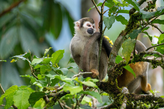 Ecuadorian squirrel monkey (Saimiri cassiquiarensis macrodon) on a thin branch in a tree, in Archidona, Ecuador