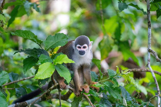 Ecuadorian squirrel monkey (Saimiri cassiquiarensis macrodon) on a thin branch in a tree, in Archidona, Ecuador