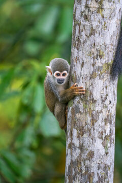 Ecuadorian squirrel monkey (Saimiri cassiquiarensis macrodon) climbing a tree trunk in Archidona, Ecuador