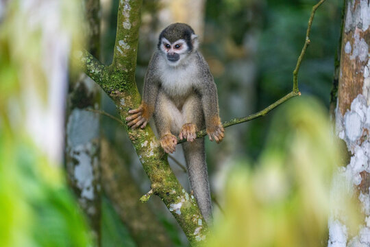Ecuadorian squirrel monkey (Saimiri cassiquiarensis macrodon) on a thin branch in a tree, in Archidona, Ecuador