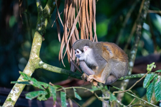 Ecuadorian squirrel monkey (Saimiri cassiquiarensis macrodon) on a branch in Archidona, Ecuador