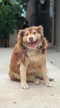 Happy Fluffy Dog Rapidly Panting While Sitting Outdoors